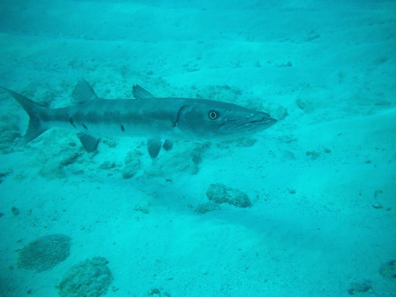 Barracuda flaKeys04