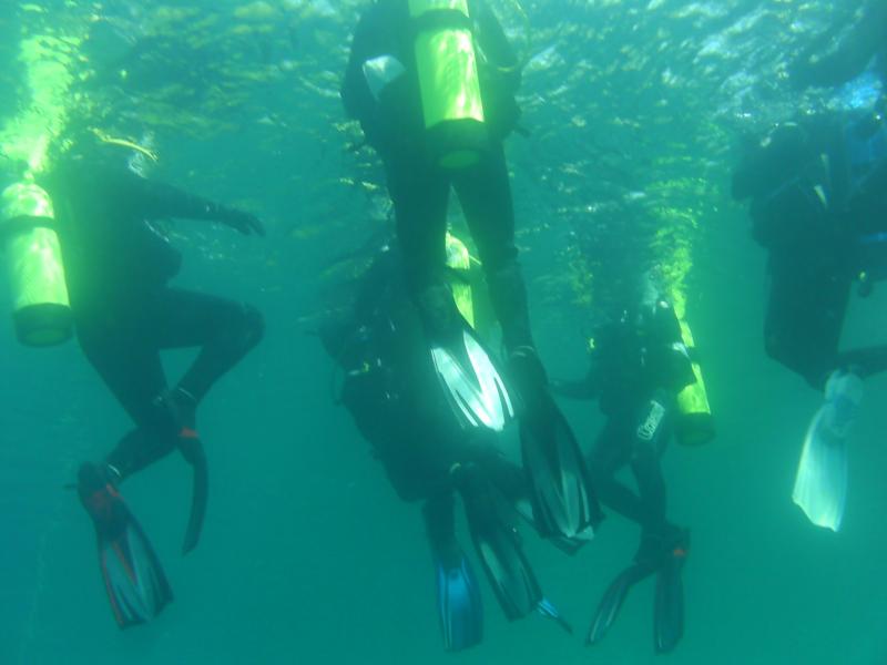 sharks view