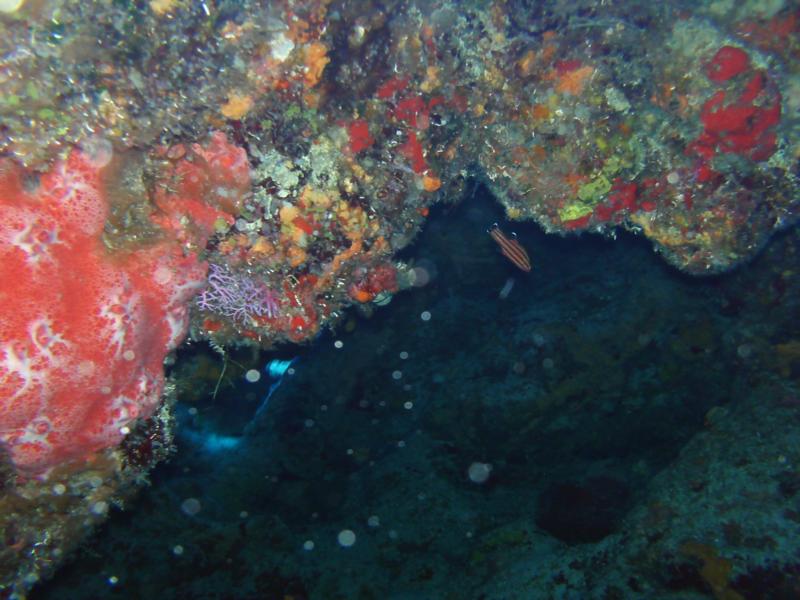 COZUMEL