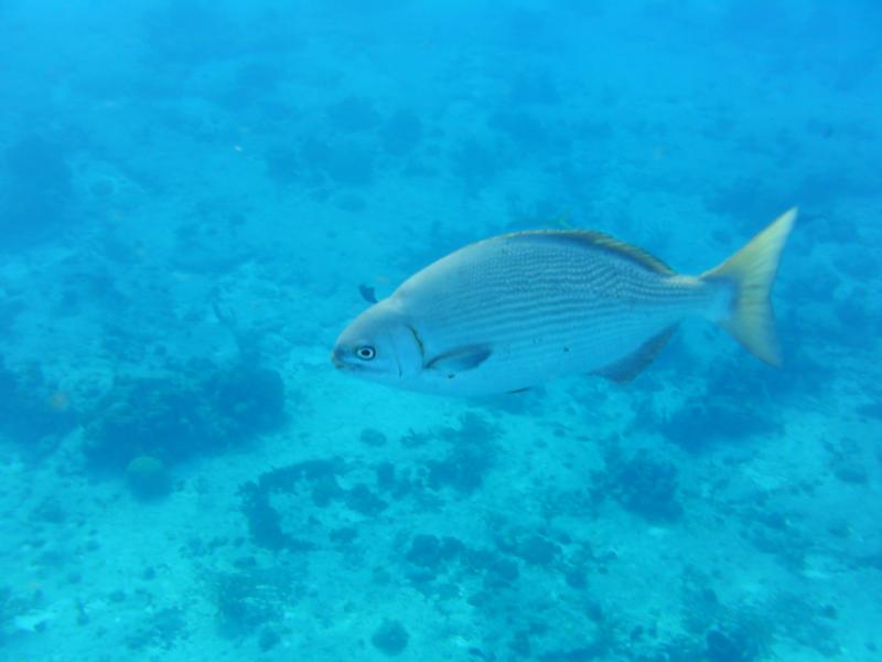 COZUMEL