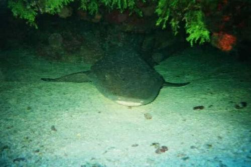 Nurse Shark in Cozumel