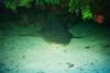 Nurse Shark in Cozumel