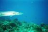 Barracuda in Cozumel