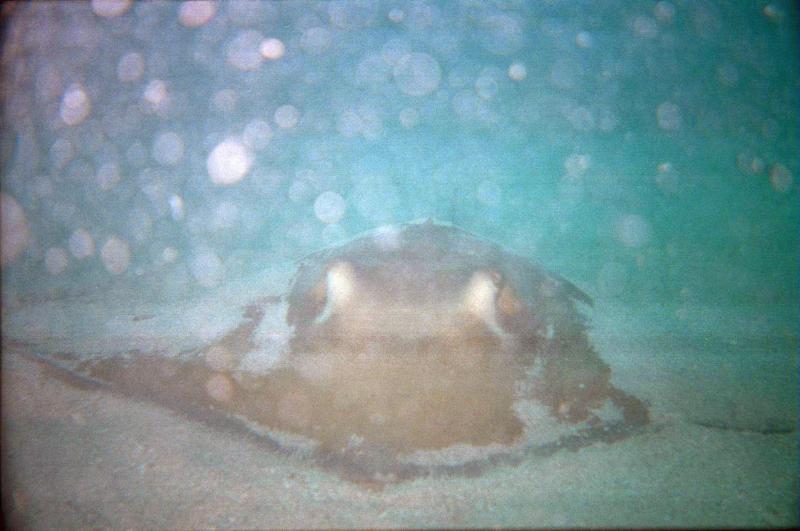 St. Maarten Stingray