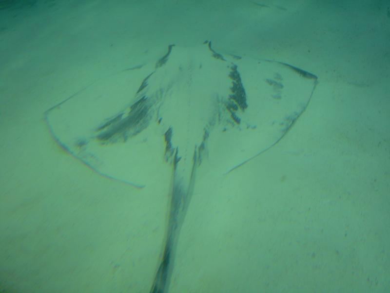 Ray in the Bahamas