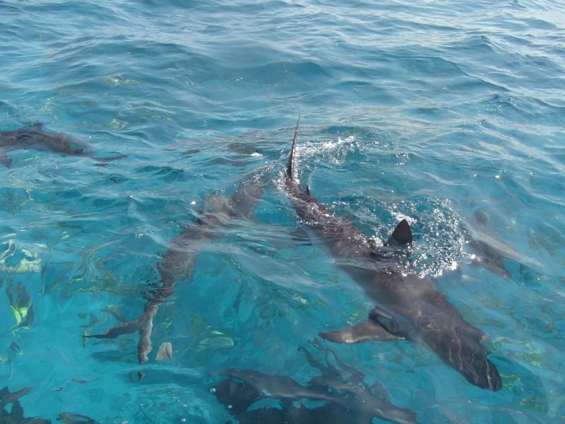 Bahamas Shark Dive