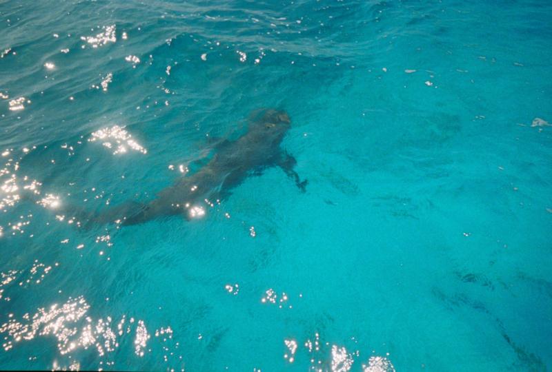 Bahamas Shark Dive