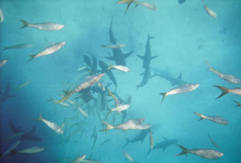 Bahamas Shark Dive