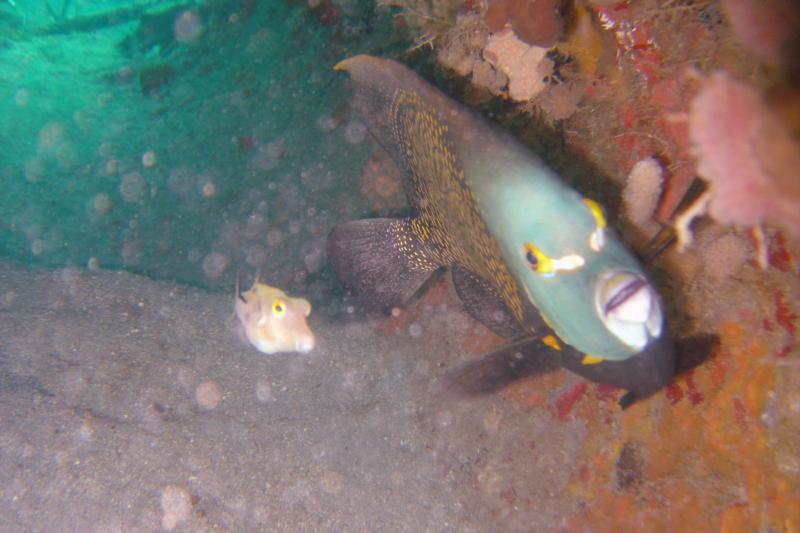 Just a couple of Dive Buddies on the Sea Emperor