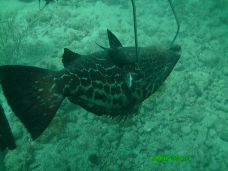 25" Grouper, Ft. Laud