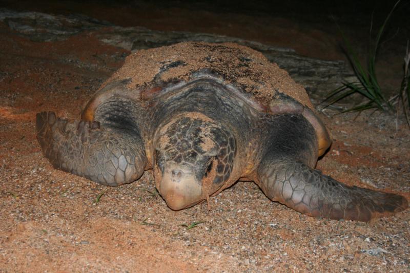 Sea turtle laying her eggs