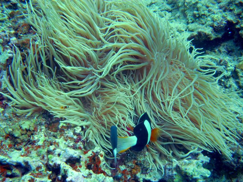 Anenome and clown butt lol