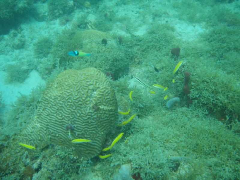 Brain Coral in Grenada