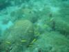 Brain Coral in Grenada