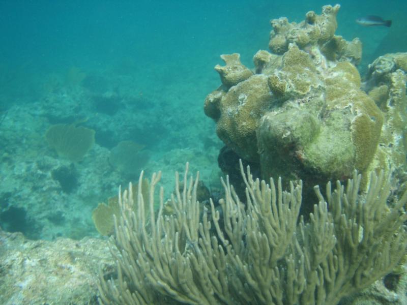Grenada Coral