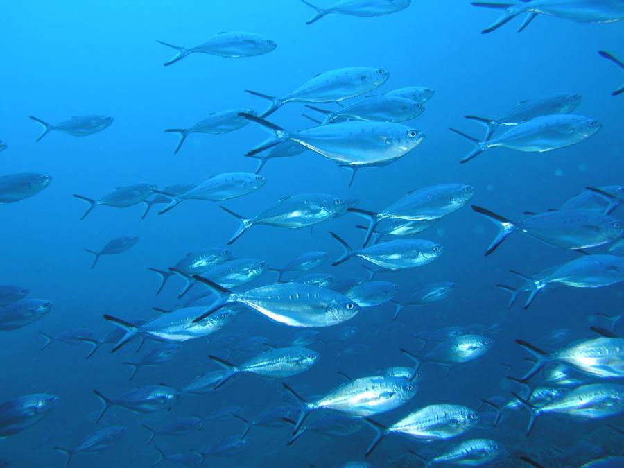 School of Silver Fish