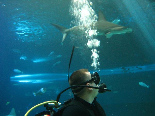 Maui Shark Dive