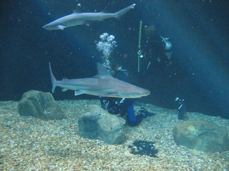 Shark Dive 2