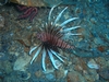 Lion Fish- Morehead City, NC