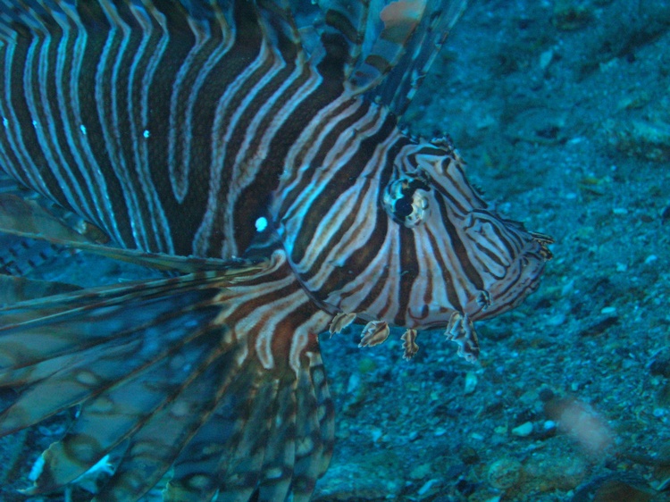 Lion Fish- Morehead City, NC