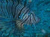 Lion Fish- Morehead City, NC