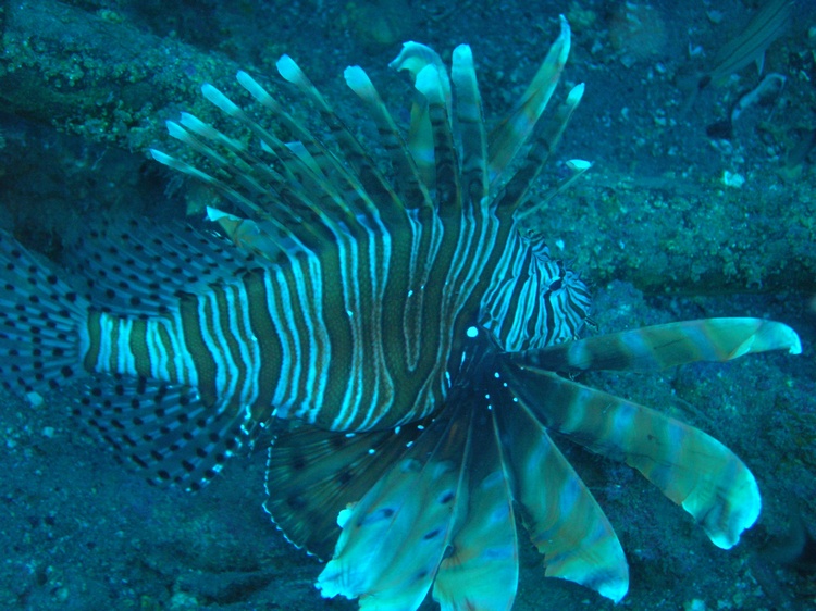 Lion Fish- Morehead City, NC