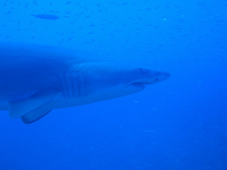 Sand Tiger Shark- Papoose Wreck- Morehead City, NC