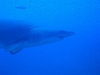 Sand Tiger Shark- Papoose Wreck- Morehead City, NC