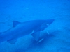 Sand Tiger Shark- Papoose Wreck- Morehead City, NC