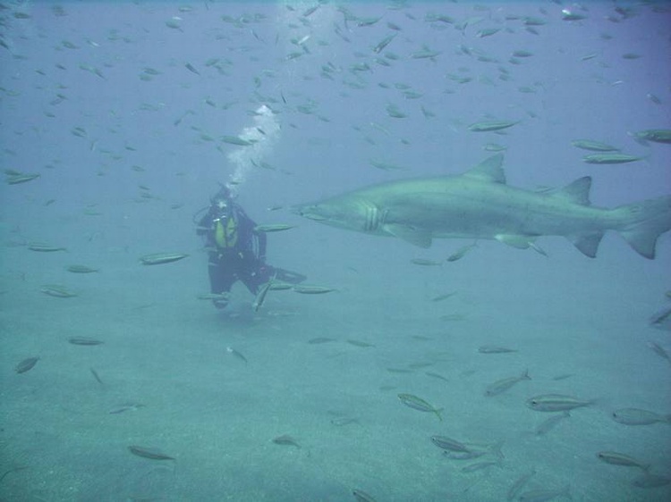 Me with a Sand Tiger Shark- Papoose Wreck