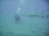 Me with a Sand Tiger Shark- Papoose Wreck