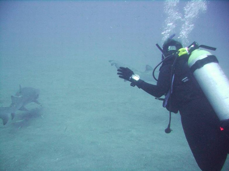 Me chasing after the Sand Tiger Sharks- Papoose Wreck