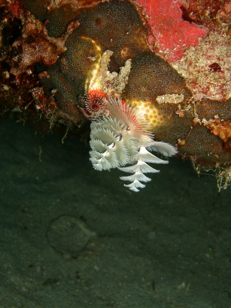 Christmas Tree Worms- Boynton Beach, FL