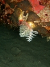 Christmas Tree Worms- Boynton Beach, FL