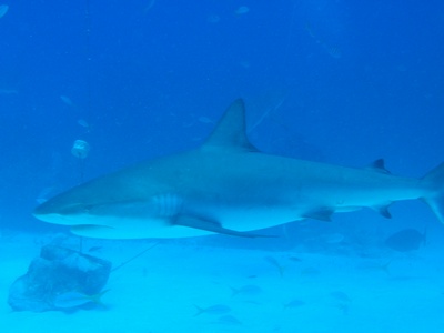 Shark Dive- Bimini, Bahamas