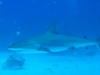 Shark Dive- Bimini, Bahamas