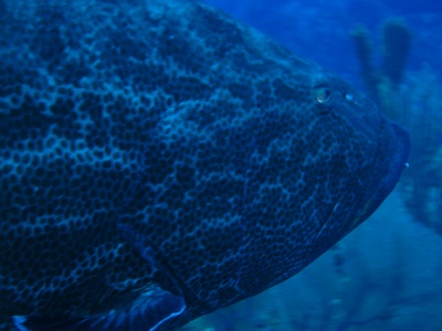 Grouper- Exuma Cays, Bahamas