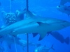 Shark Dive- Exuma Cays, Bahamas