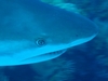 Shark Dive- Exuma Cays, Bahamas
