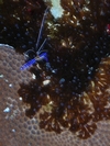 Shrimp- Exuma Cays, Bahamas