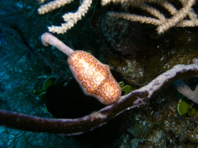 Flamingo Tongue- Exuma Cays, Bahamas