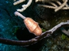 Flamingo Tongue- Exuma Cays, Bahamas