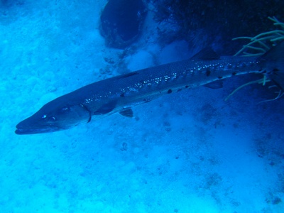 6 ft long Barracuda-Exuma Cays, Bahamas