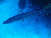 6 ft long Barracuda-Exuma Cays, Bahamas