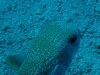 Blow Fish- Exuma Cays, Bahamas