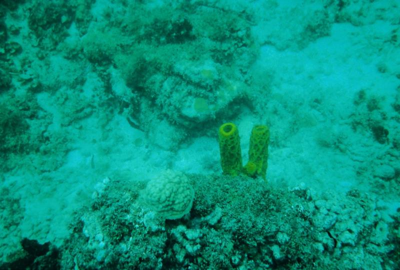 Jamaica - diving