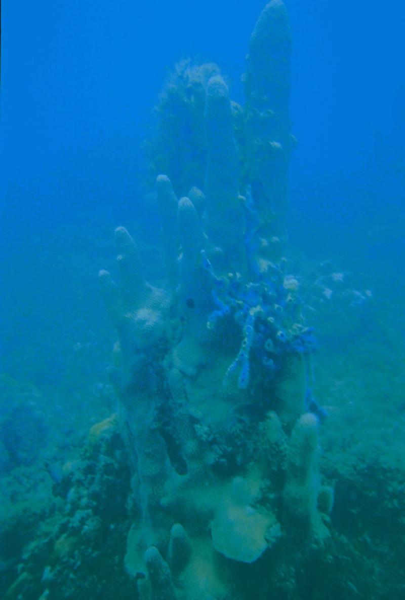 Jamaica - diving