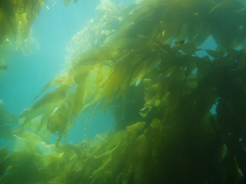 kelp