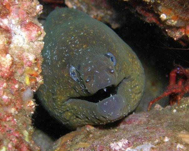 Moray