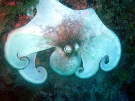 Caribbean Reef Octopus - Utila Island Honduras April 2008